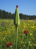 Tragopogon sibiricus. Верхушки побегов с соцветиями. Свердловская обл., окр. г. Североуральск, луг в еловом лесу (район пос. Третий Северный). 01.07.2007.