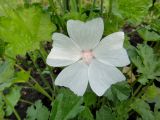 Malva moschata