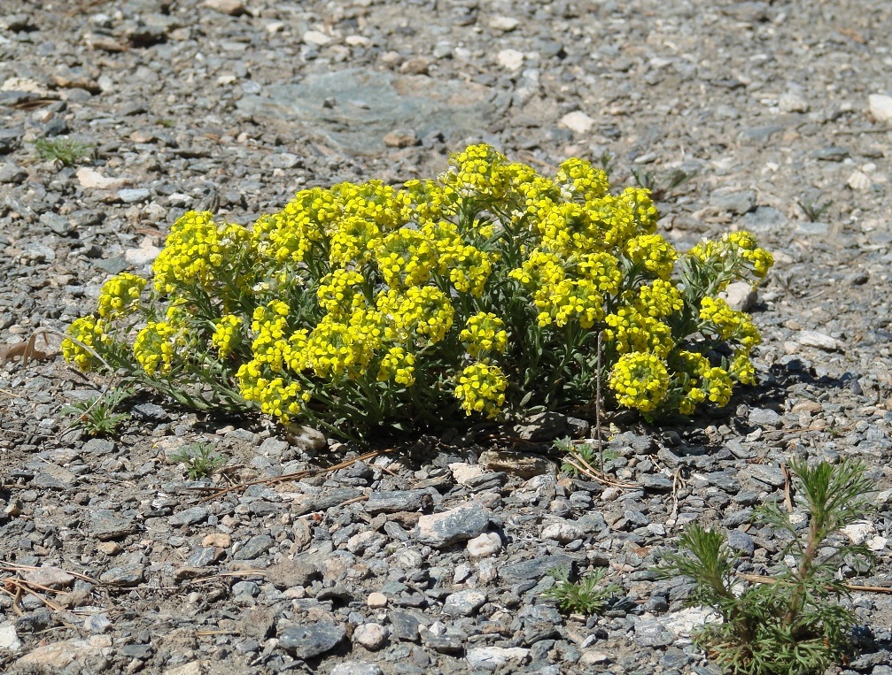 Image of Alyssum lenense specimen.