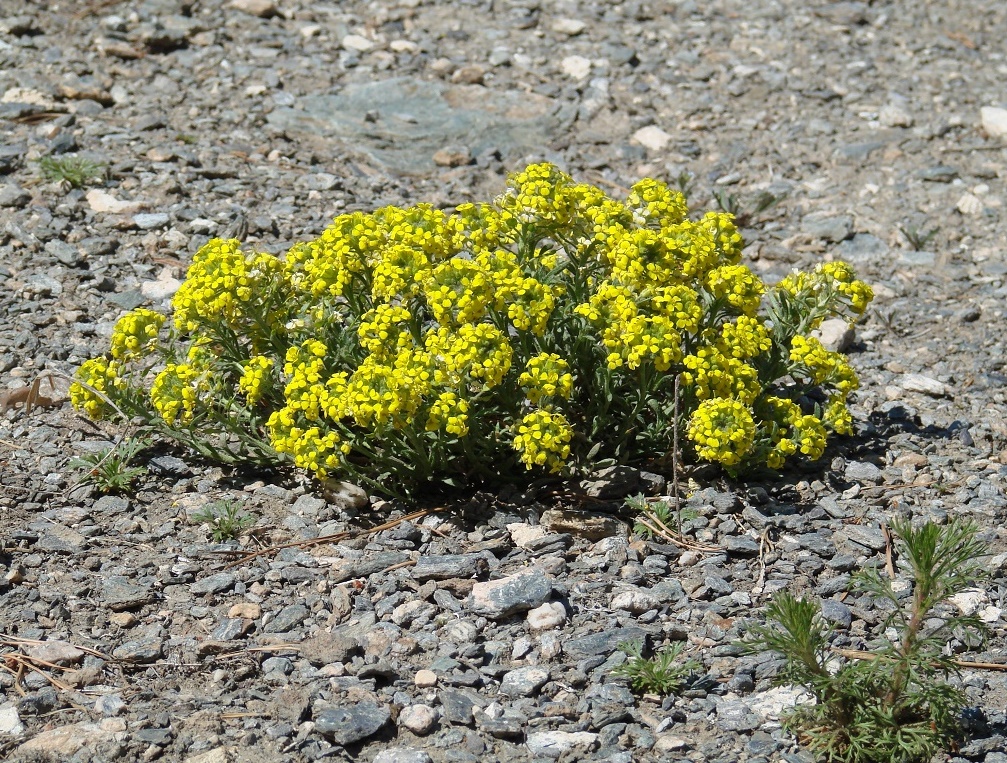 Изображение особи Alyssum lenense.