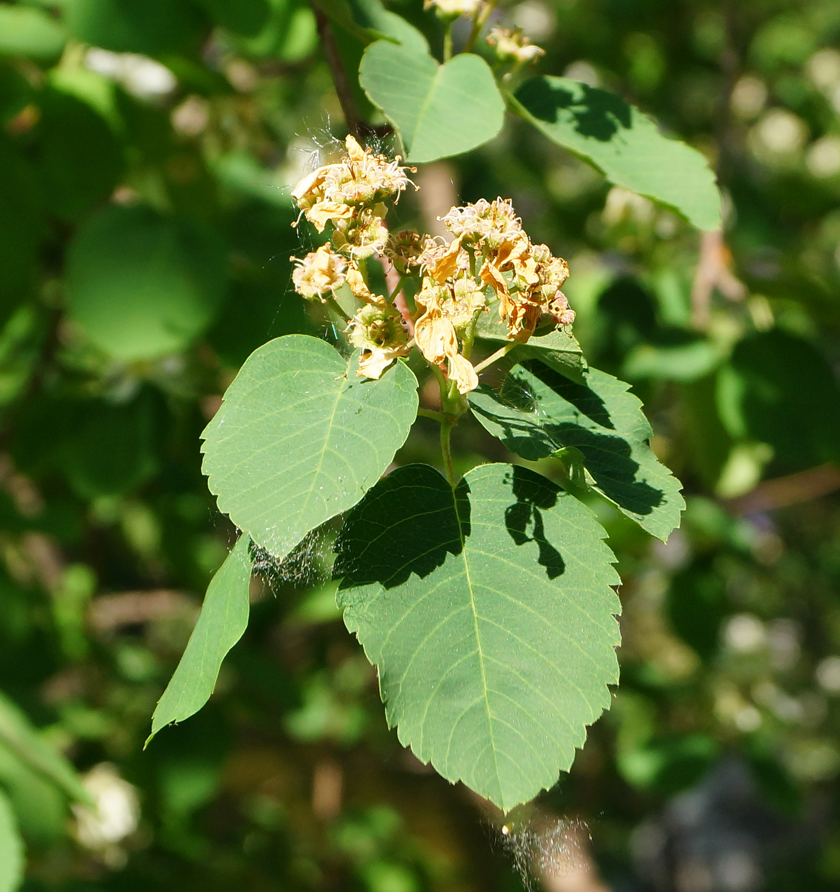 Изображение особи род Amelanchier.