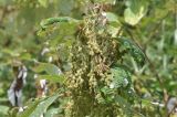 Boehmeria nivea