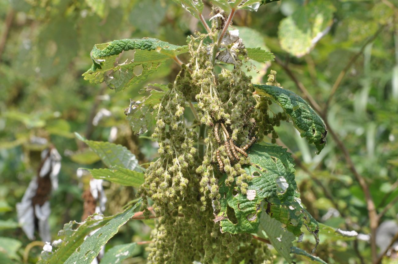 Image of Boehmeria nivea specimen.