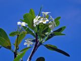 Plumeria obtusa. Верхушка ветви с соцветием. Малайзия, о-в Калимантан, г. Кучинг, в культуре. 12.05.2017.