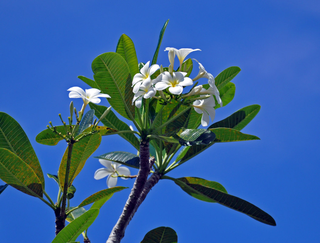 Image of Plumeria obtusa specimen.