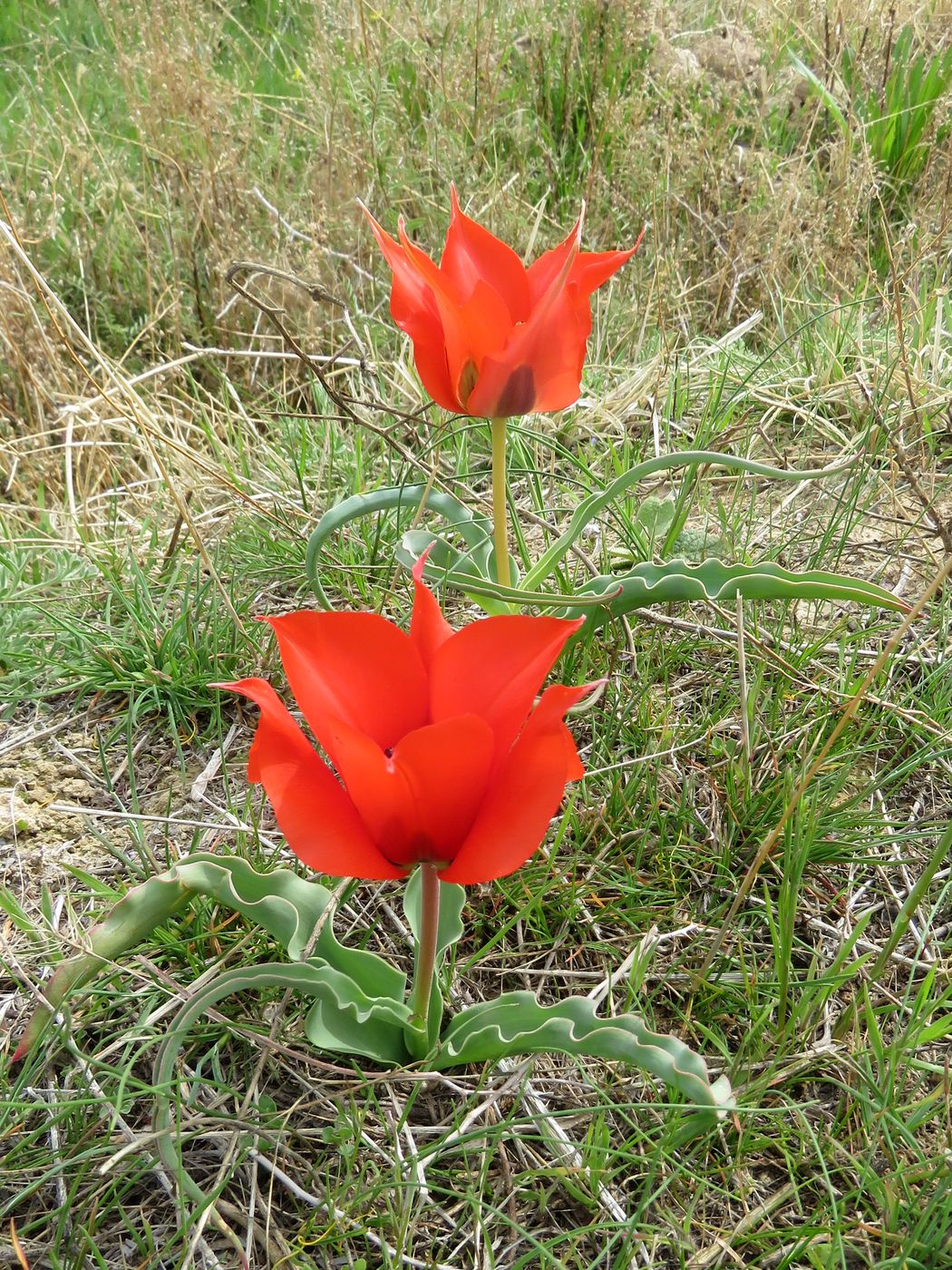 Изображение особи Tulipa tubergeniana.