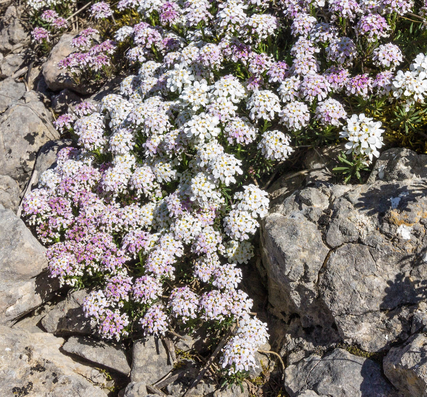 Изображение особи Iberis saxatilis.