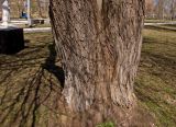 genus Salix