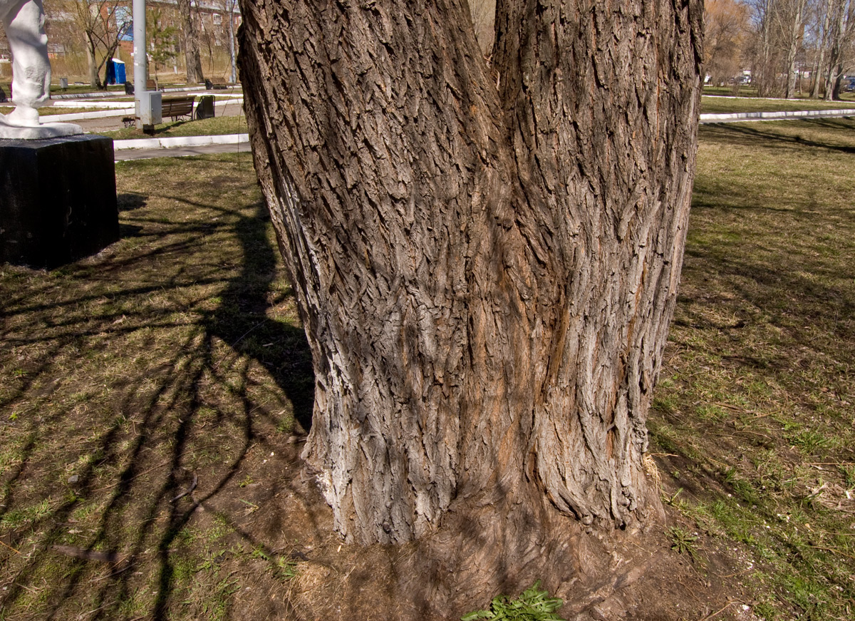 Image of genus Salix specimen.
