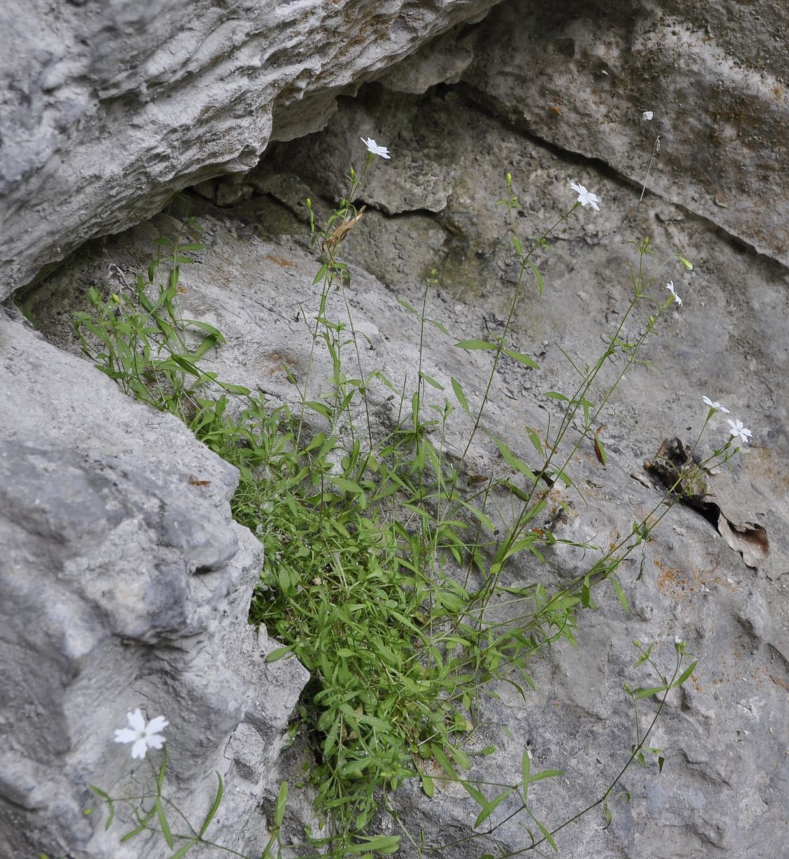 Image of Heliosperma pusillum ssp. chromodontum specimen.