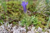 Gentiana grandiflora