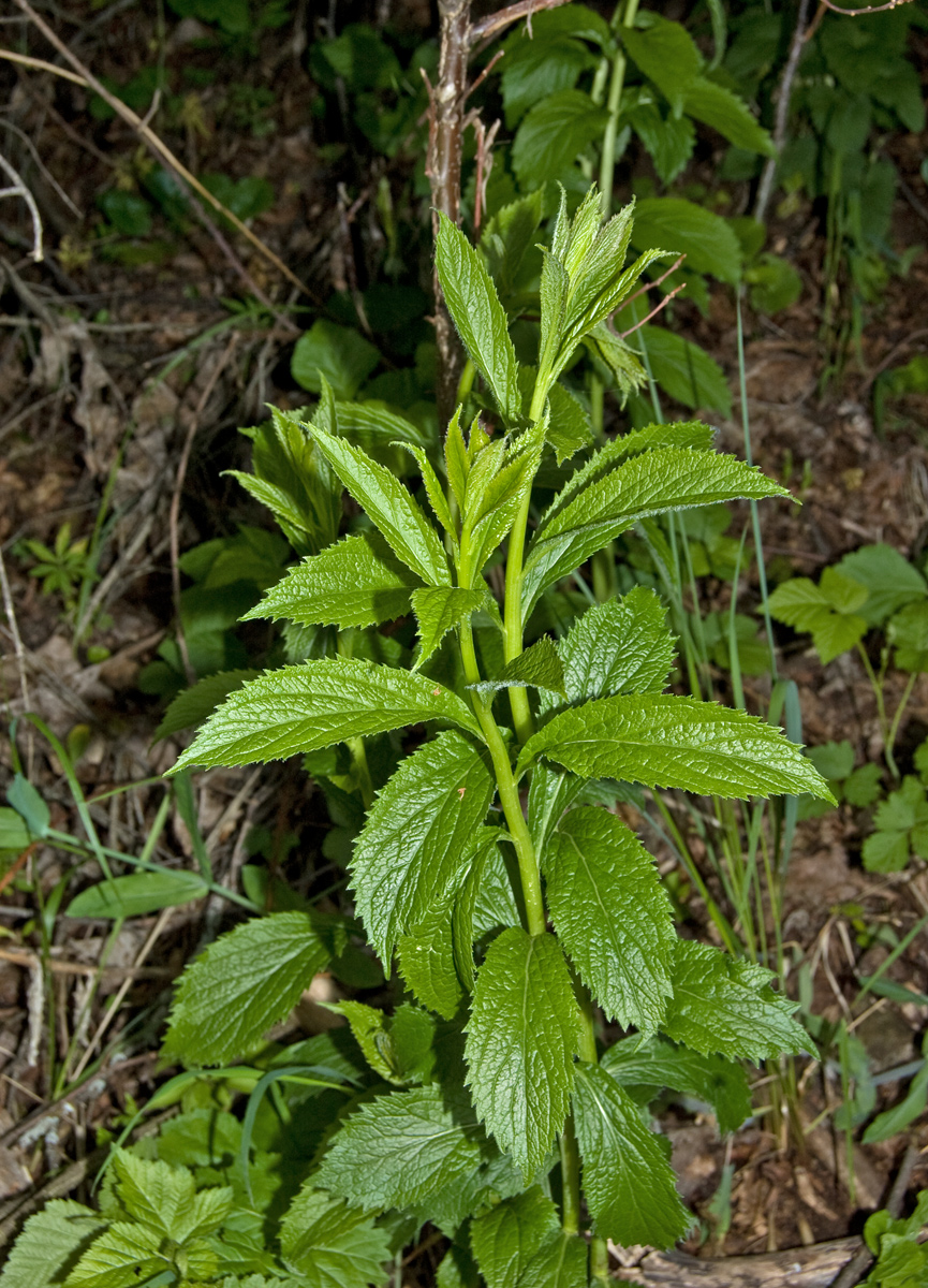 Image of Adenophora liliifolia specimen.