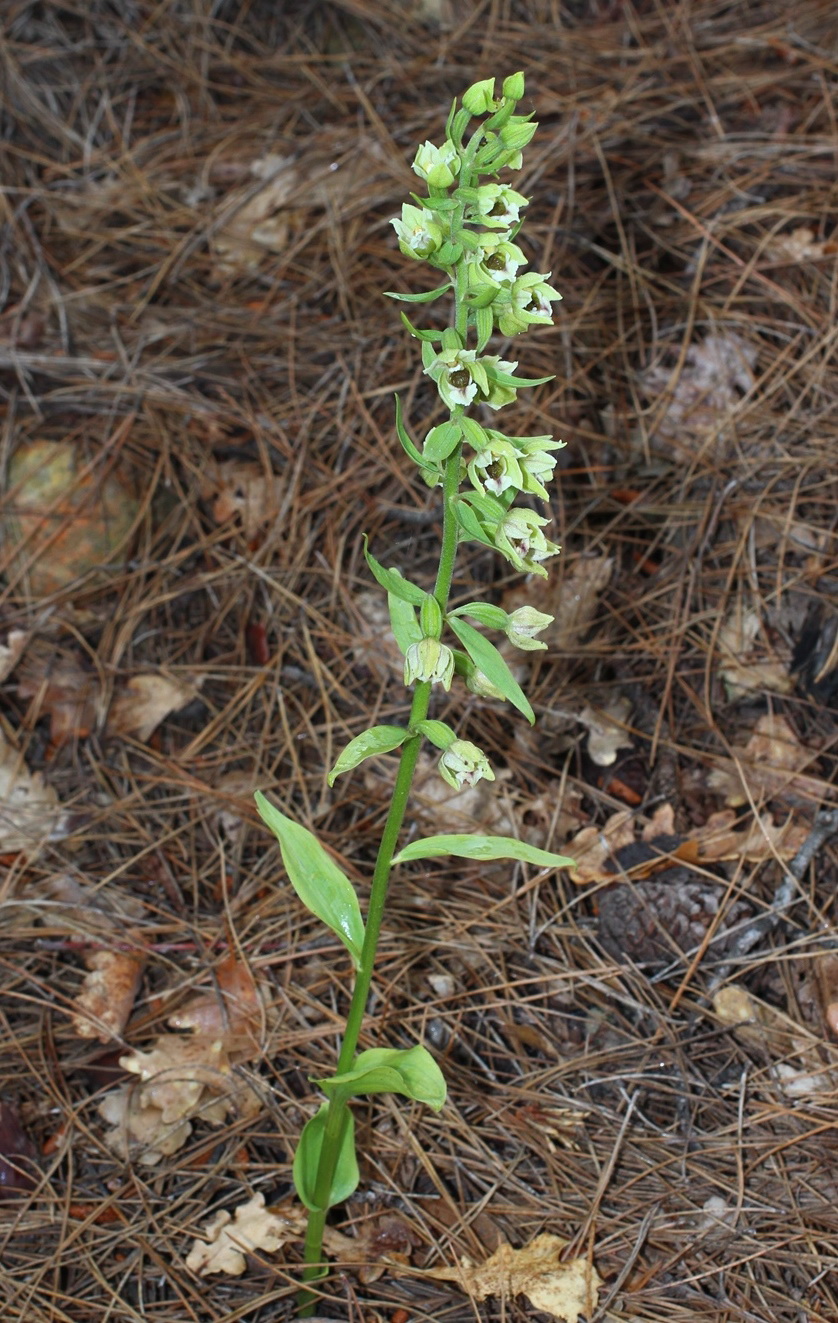 Изображение особи Epipactis krymmontana.