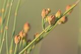 Ephedra distachya. Ветвь с макростробилами. Краснодарский край, Приморско-Ахтарский р-н, Морозовский сельский округ, Ясенская коса, песчано-ракушечный берег. 12.06.2018.
