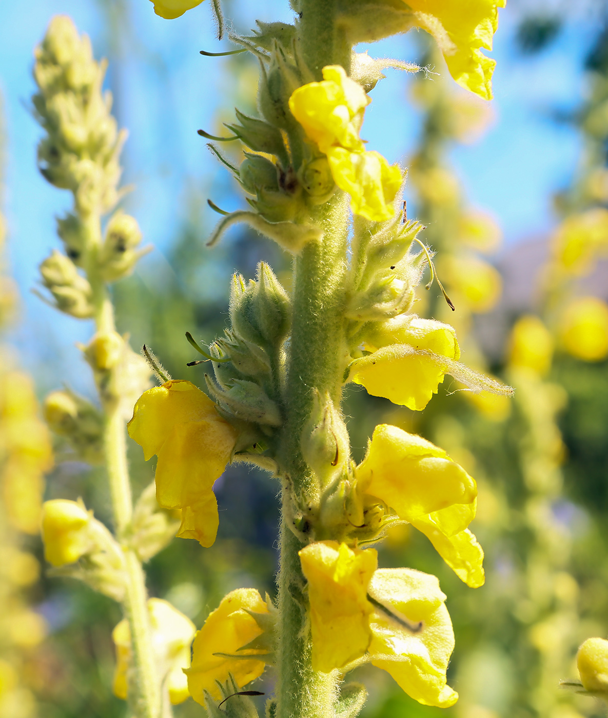 Изображение особи Verbascum phlomoides.