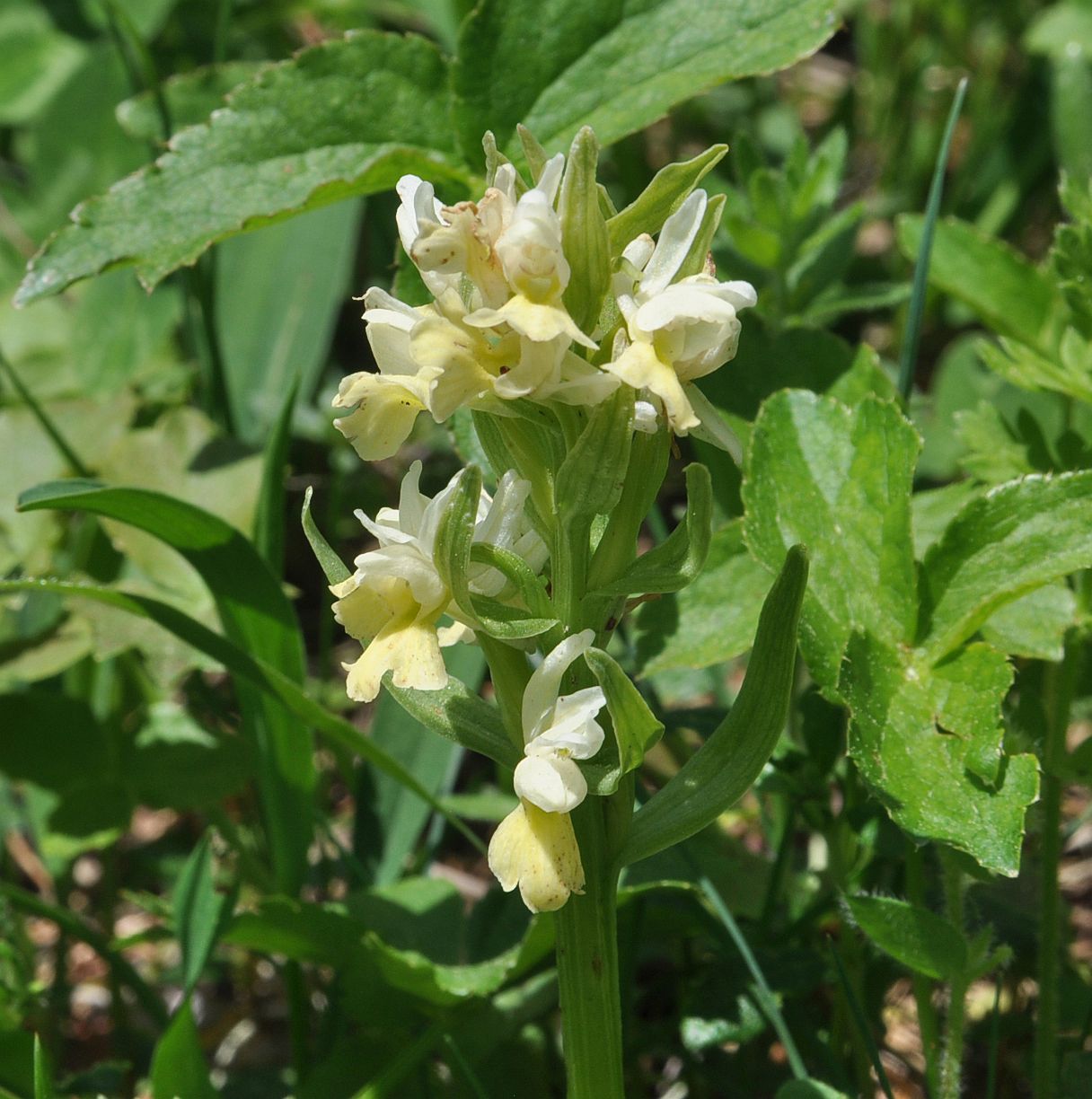 Изображение особи Dactylorhiza romana ssp. georgica.