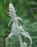 Stachys byzantina