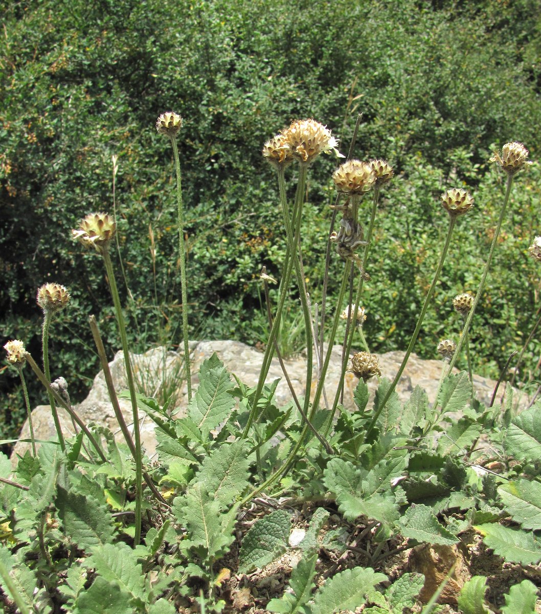 Изображение особи Cephalaria dagestanica.