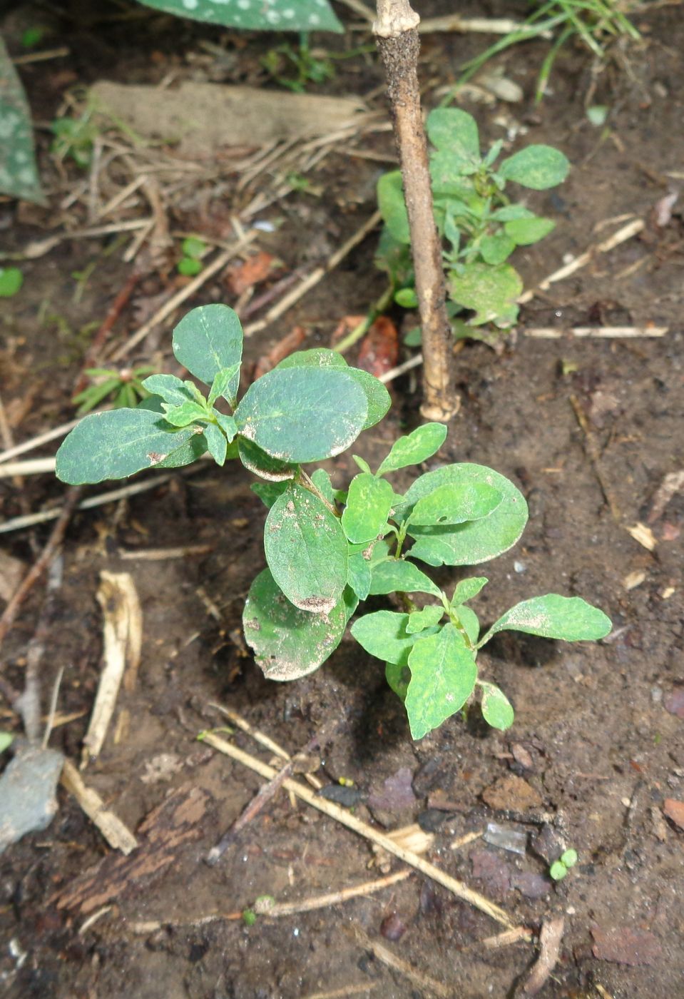 Изображение особи Symphoricarpos albus var. laevigatus.