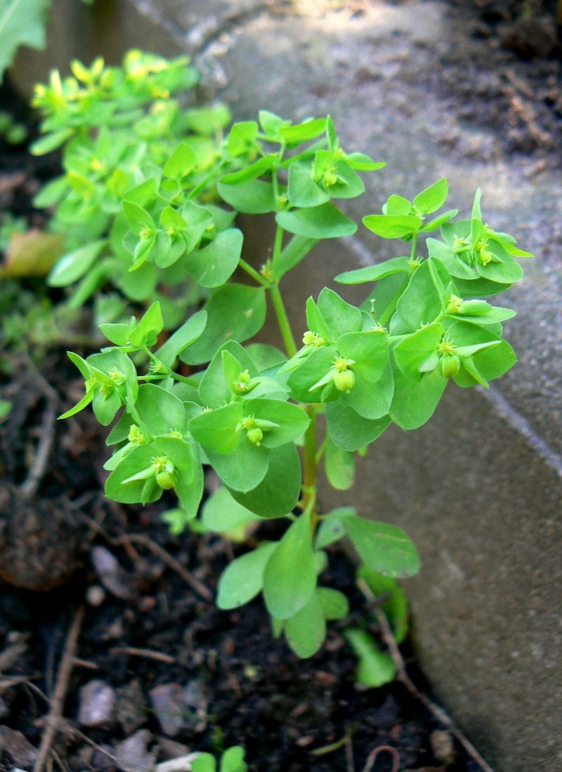 Изображение особи Euphorbia peplus.