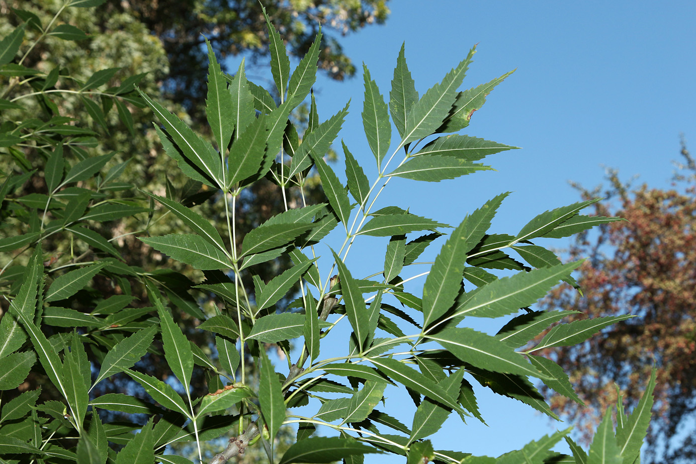 Изображение особи Fraxinus sogdiana.