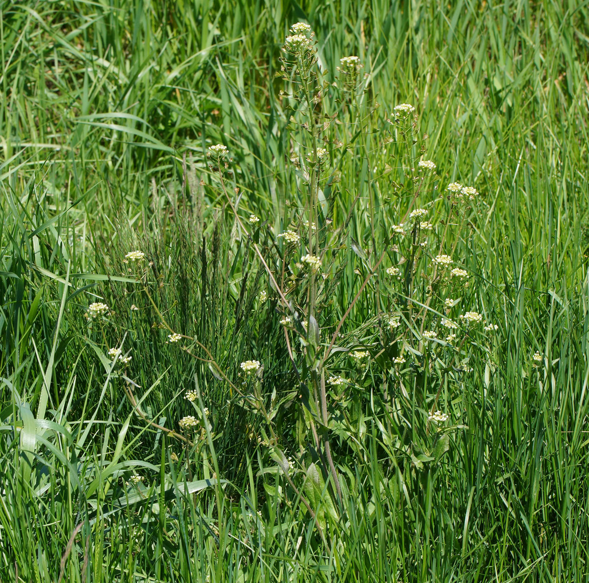 Image of Capsella bursa-pastoris specimen.