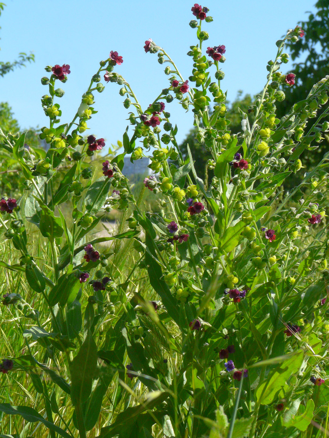 Image of Cynoglossum officinale specimen.