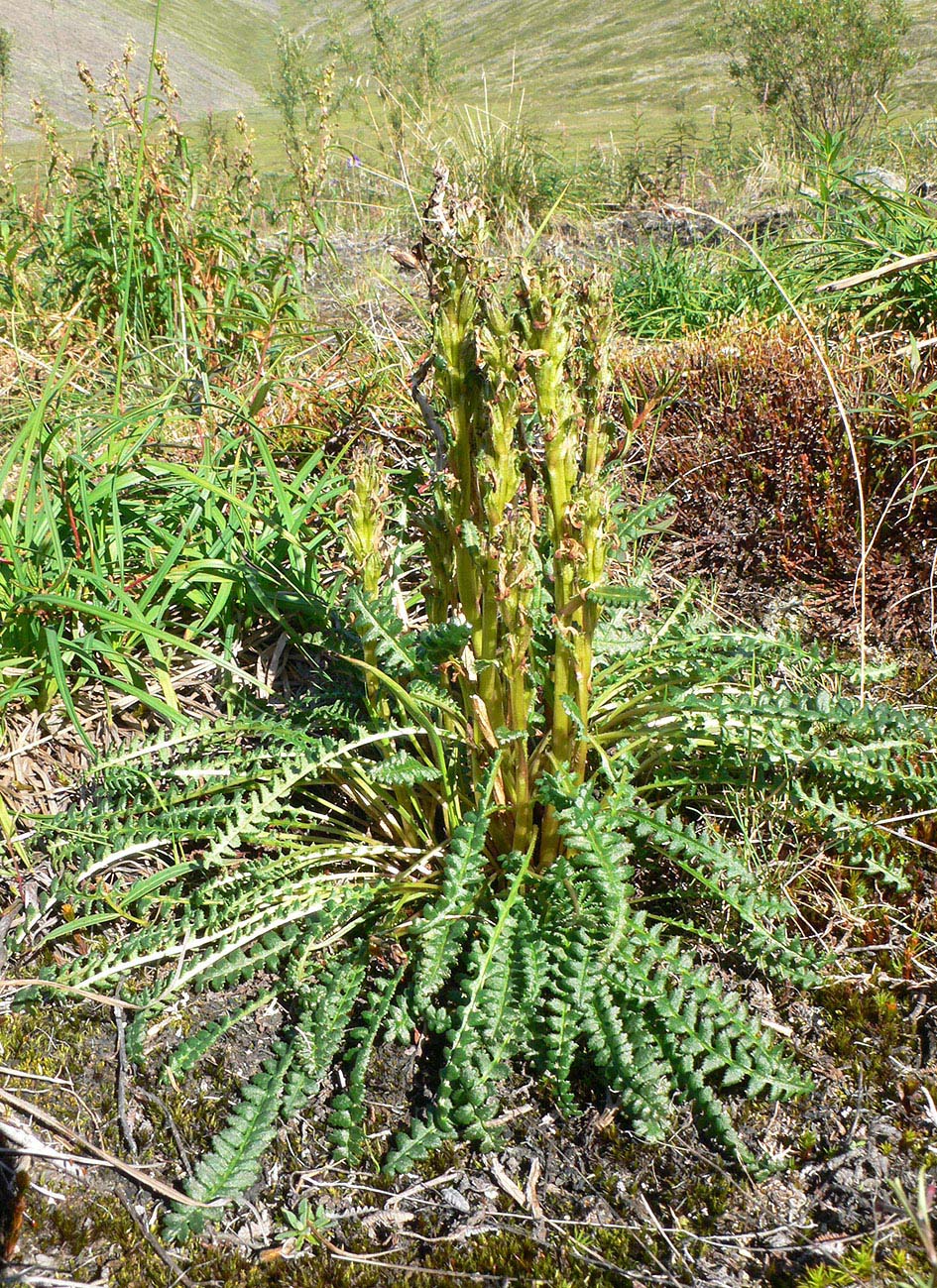 Image of genus Pedicularis specimen.