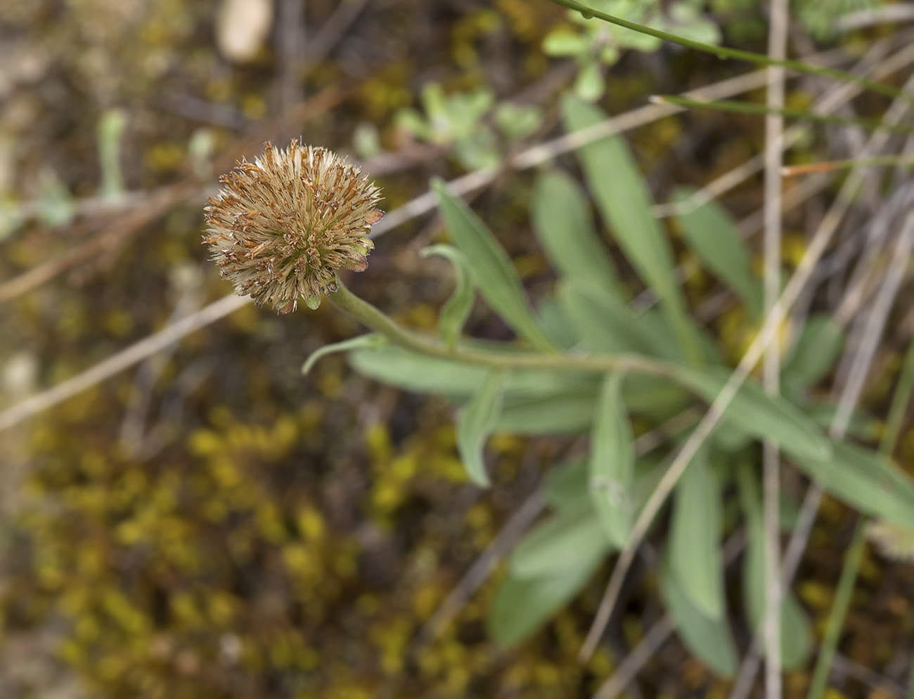 Image of Aster serpentimontanus specimen.