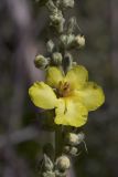 Verbascum songaricum