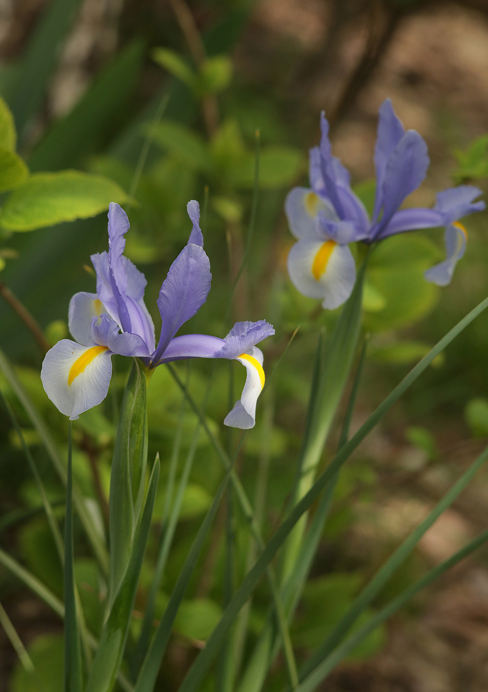 Изображение особи Iris xiphium.