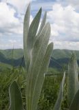 Centaurea czerkessica. Верхушки листьев. Краснодарский край, м/о г. Геленджик, хр. Маркотх, гора Солдатская, горный луг. 09.05.2016.