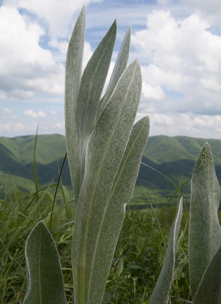 Изображение особи Centaurea czerkessica.