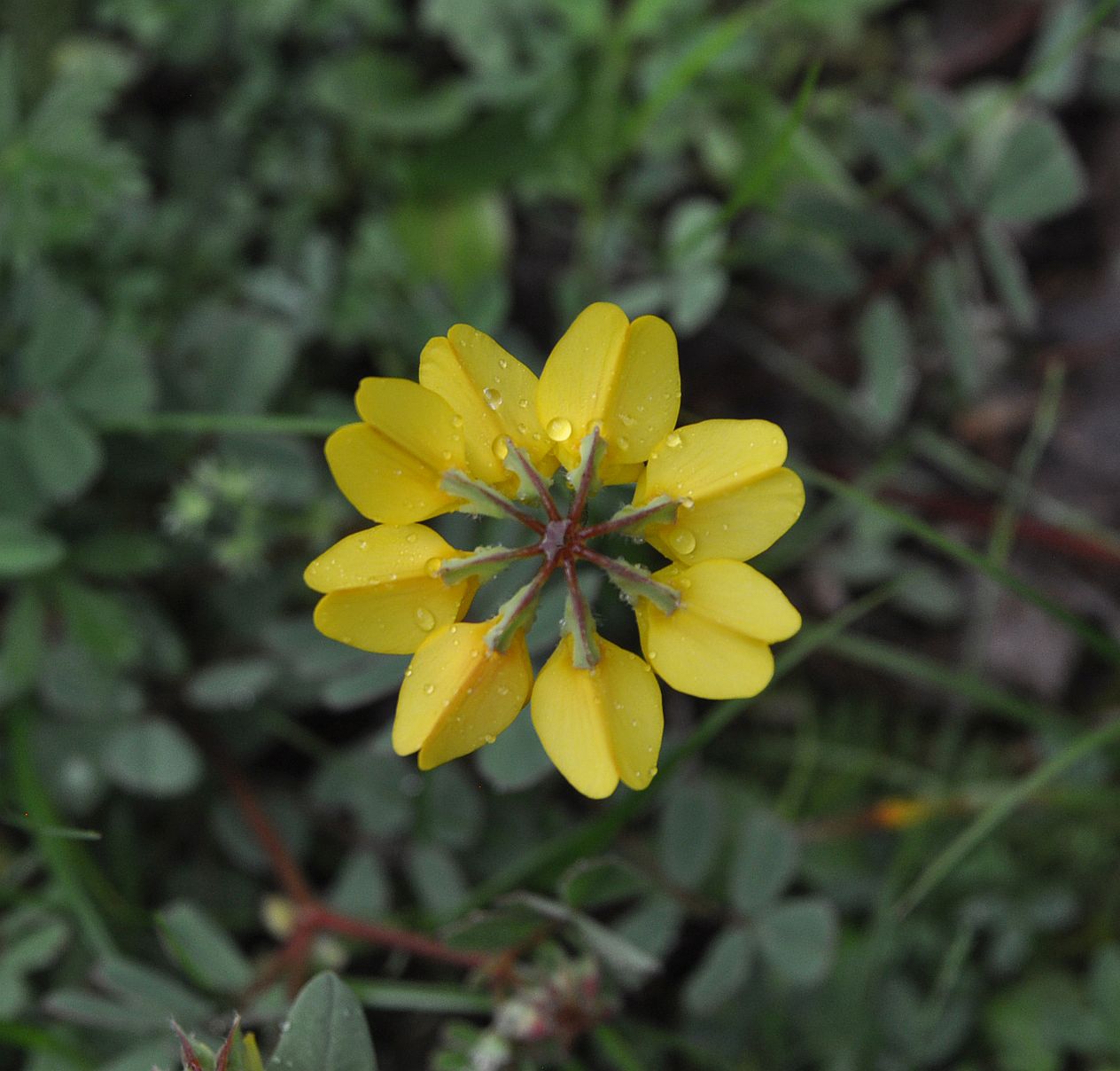 Image of genus Securigera specimen.