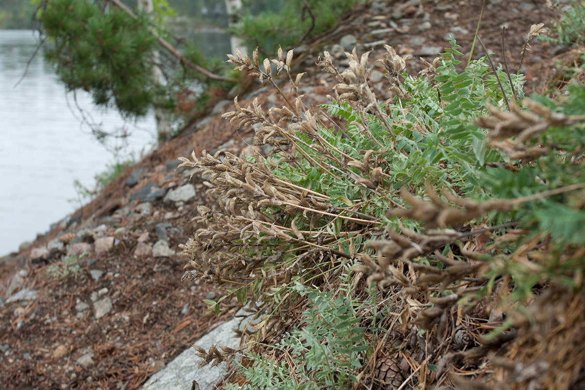 Image of Oxytropis campestris specimen.