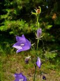 Campanula persicifolia