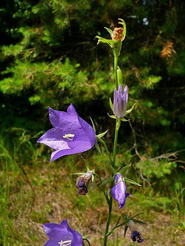 Image of Campanula persicifolia specimen.