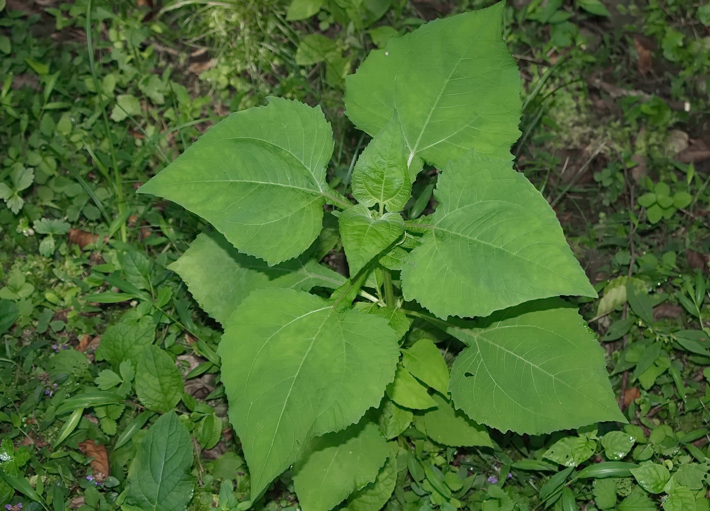 Изображение особи Sigesbeckia orientalis.