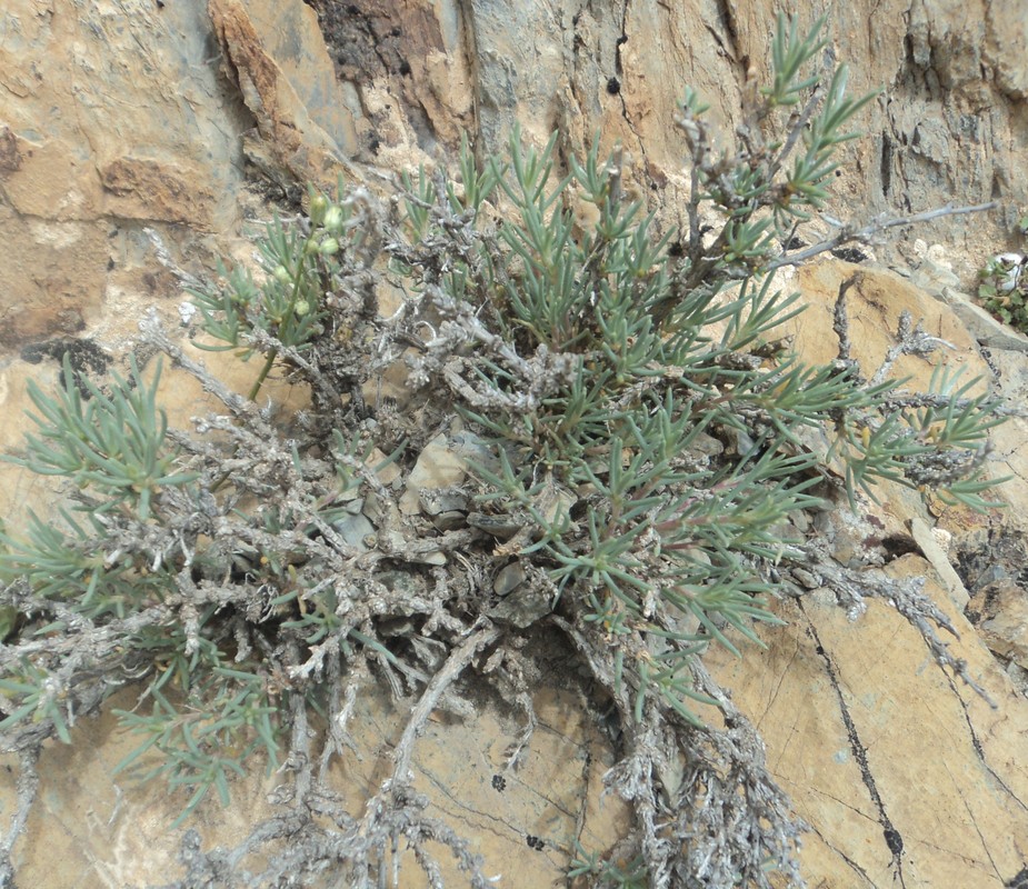 Изображение особи Halothamnus glaucus.