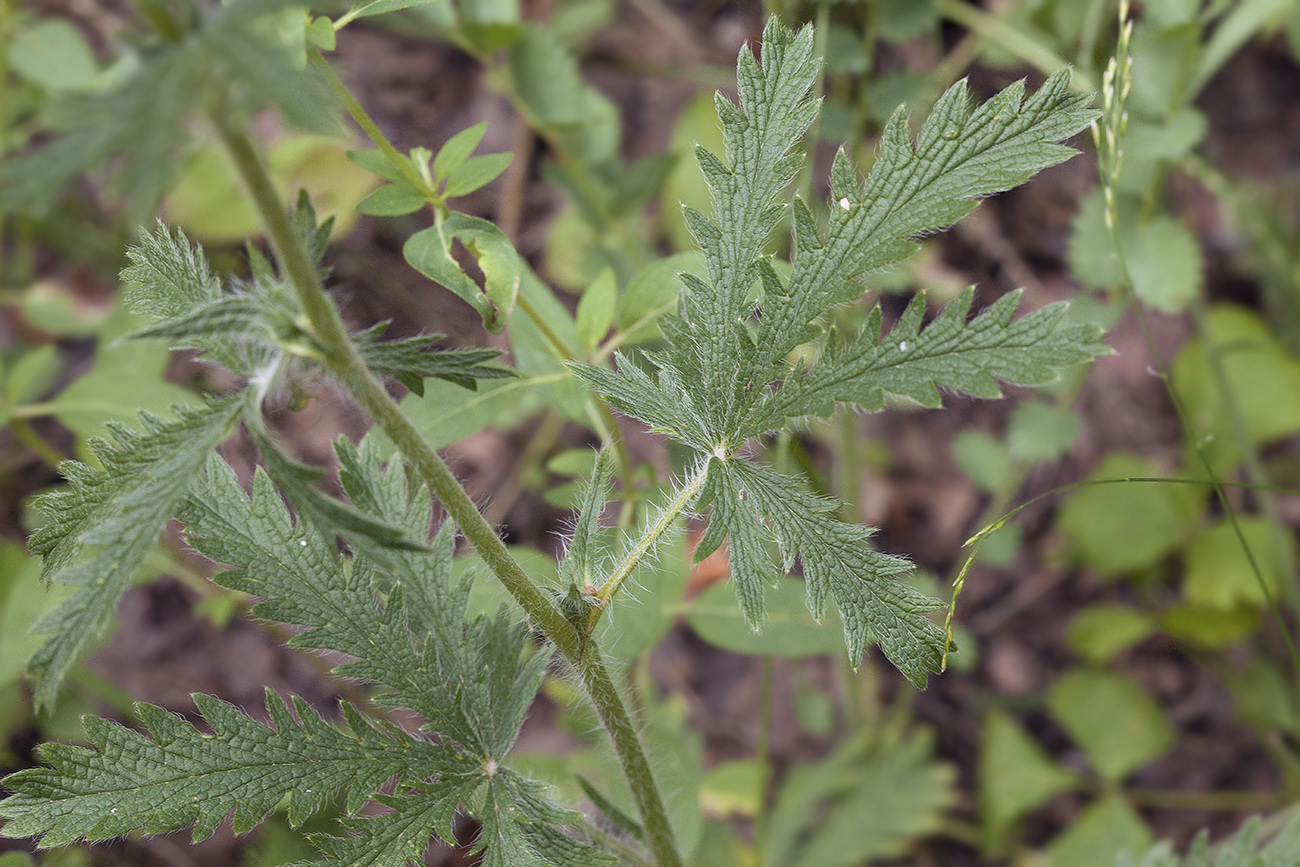 Изображение особи Potentilla tschimganica.