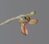 Indigofera articulata