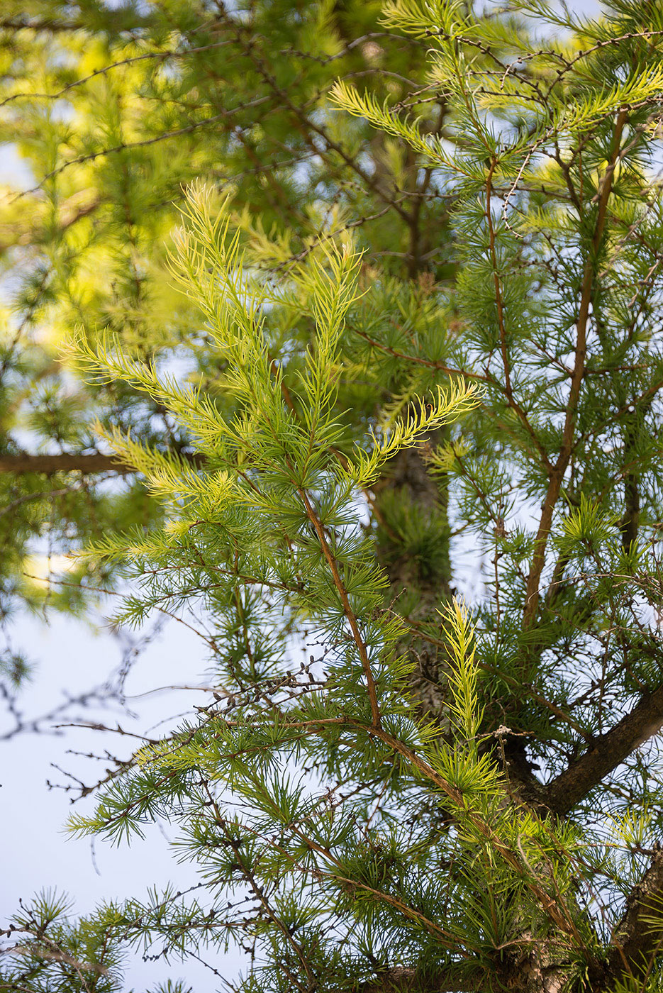 Изображение особи Larix kaempferi.