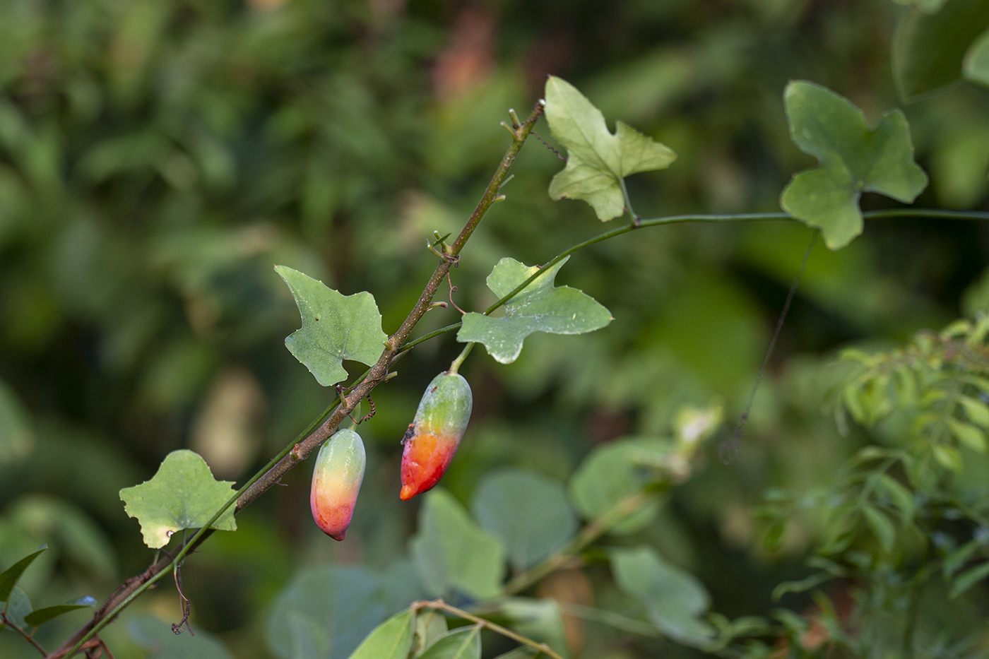 Изображение особи Coccinia grandis.