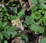 Symphytum grandiflorum. Верхушка цветущего растения. Республика Адыгея, левый борт долины р. Белая на участке от скалы Пронеси Господи до устья руч. Большой Руфабго, буковый лес. 07.04.2019.