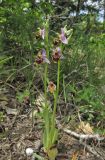 Ophrys oestrifera. Цветущие растения. Краснодарский край, м/о г. Новороссийск, окр. хут. Камчатка, поляна в дубовом лесу. 10 мая 2019 г.