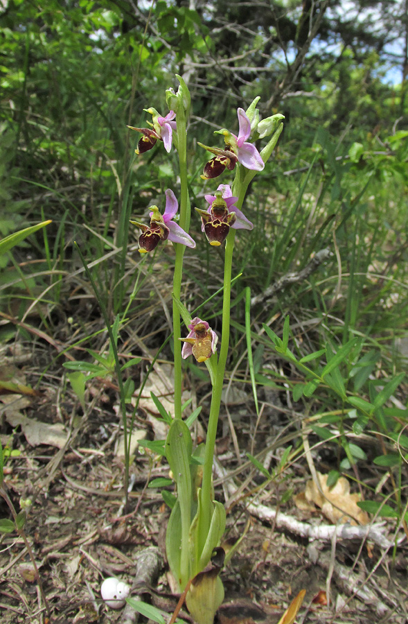 Изображение особи Ophrys oestrifera.