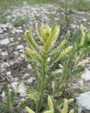 genus Achillea. Верхушка побега. Дагестан, окр. с. Талги, Талгинское ущелье, каменистое место. 22.04.2019.