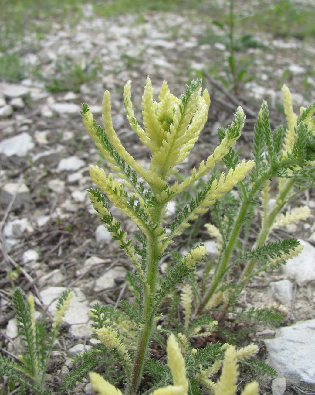 Изображение особи род Achillea.