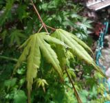 Acer palmatum. Часть побега. Тверская обл., г. Тверь, Заволжский р-н, ботанический сад ТвГУ, в культуре. 26 мая 2019 г.