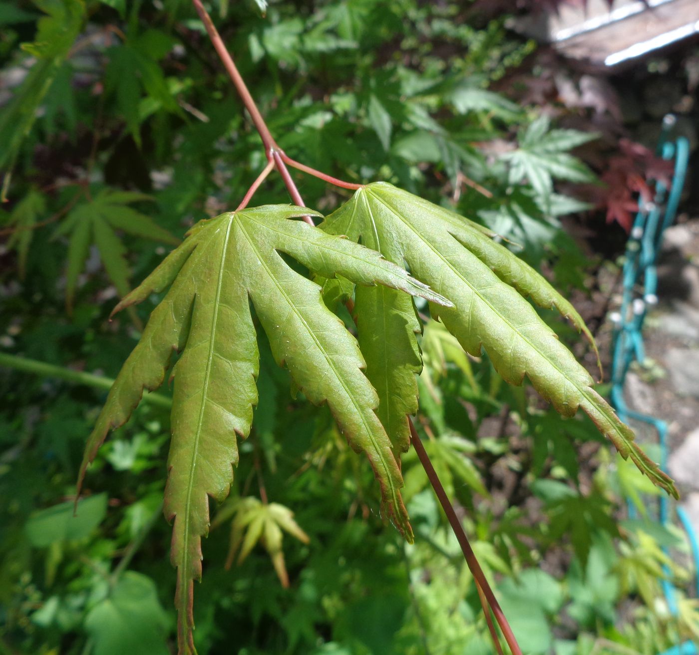 Image of Acer palmatum specimen.